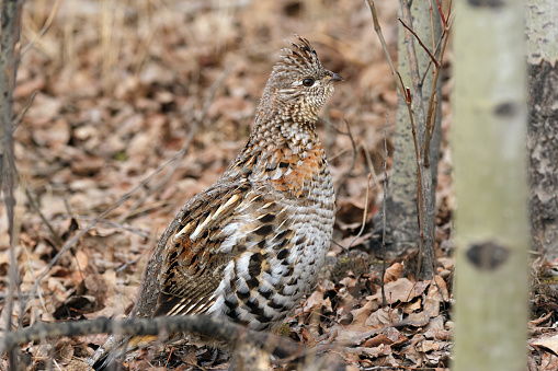 Alerted female Ruffed grouse is walking and foraging in the spring wood among dry yellow grass and tree branches.