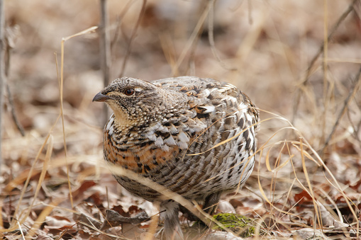 Alerted female Ruffed grouse is walking and foraging in the spring wood among dry yellow grass and tree branches.