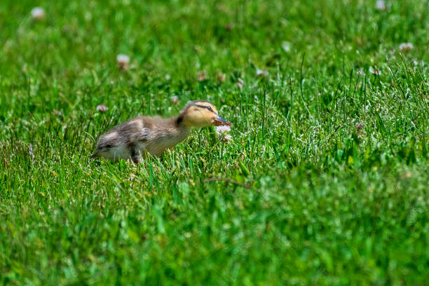 Little newborn ducklings are walking in backyard on green grass on sunny day. Ducklings play together in fresh air and run around the lawn. Selective focus.
