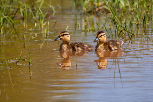 Two Mallard ducklings swimming together