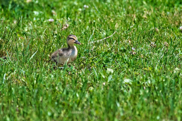 Close up of a single duck