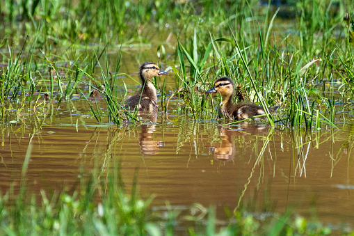 Two Mallard ducklings resting in a grassy pool of water
