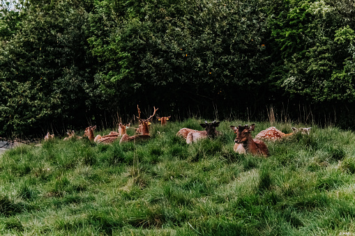 herd of deers and fawn on a hill