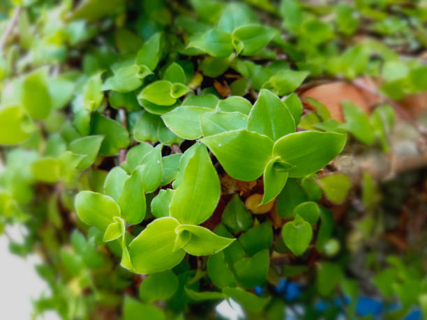 Tradescantia fluminensis: Small leaf spiderwort,a beautiful grass used for decoration in house. Green flora small leaves. Blurred looking in the evening.