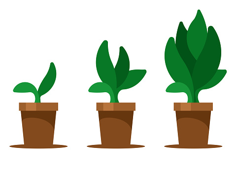 Potted plant growth steps. Vector graphics