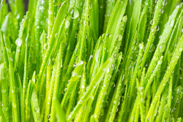 Fresh green grass texture background. Grass leaves with drops of water close up, macro. Greenery environment ecology, nature wallpaper, backdrop.