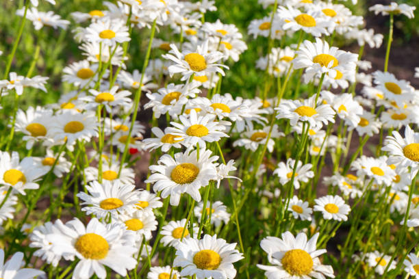 istock Wild chamomile flowers growing on meadow, white chamomiles on green grass background 2133795363