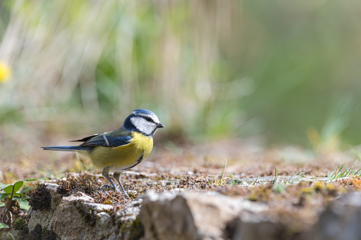 Cose-up of Blue tit (Parus caeruleus) resting on an old stone wall covered in moss