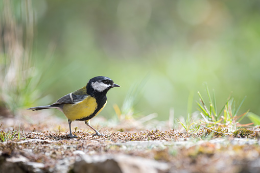 Close-up of Great Tit (Parus major), resting on a stone wall