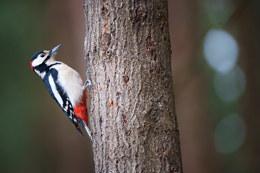 The great spotted woodpecker is a medium-sized woodpecker with pied black and white plumage and a red patch on the lower belly