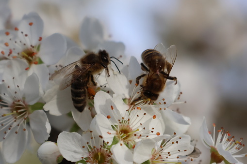 Honeybees on white plum blossom.