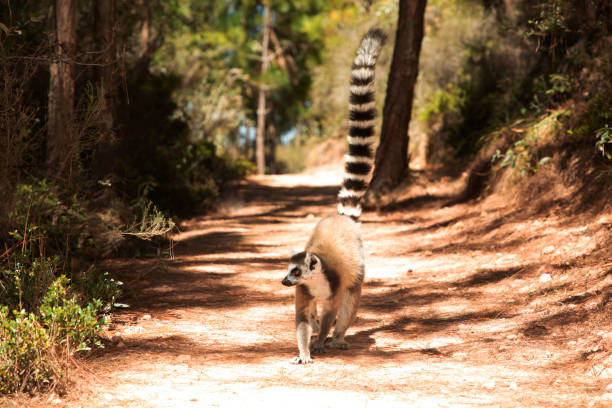 ring-tailed gray lemur in natural environment Madagascar.