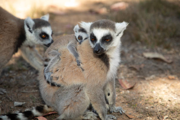 ring-tailed gray lemur in natural environment in private park Madagascar. Close-up cute primate. Funny cute smal animal