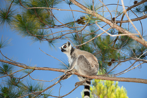 Ring-tailed lemurs (Lemur catta)