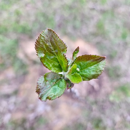 New growth on an apple in the new orchard