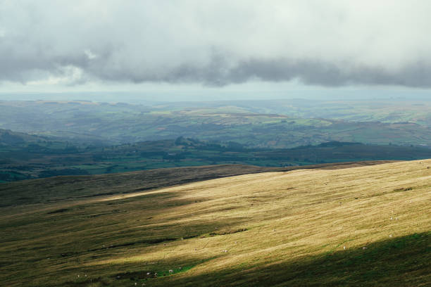 A scenic view of a grassy hill with patches of yellow heather under a cloudy sky.
