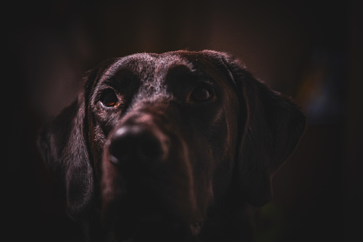 Black lab with brown eyes and a dark background