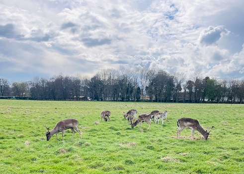 These are some of the over 400 fallow deers in Phoenix Park, Dublin Ireland which had attracted a lot of tourists to the park.