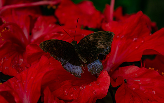 Peacock butterfly on red rhododendron
