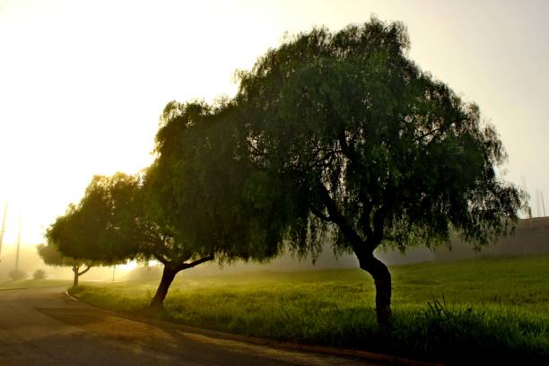 Early morning sun light, trees in paved street, urban scape. Green grass and strong sun light.