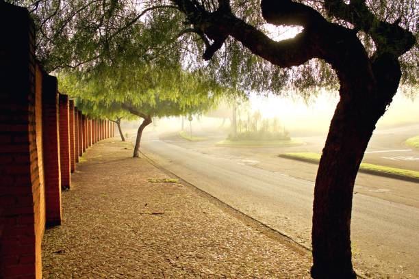 Dark trunk and tree branches, foggy early sun light, empty street with blurred horizon.