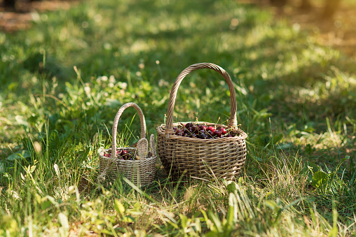 Wicker baskets full of red ripe cherries on garden grass. Cherries with cuttings collected from the tree. Self-harvesting of berries in plantations on coutryside.