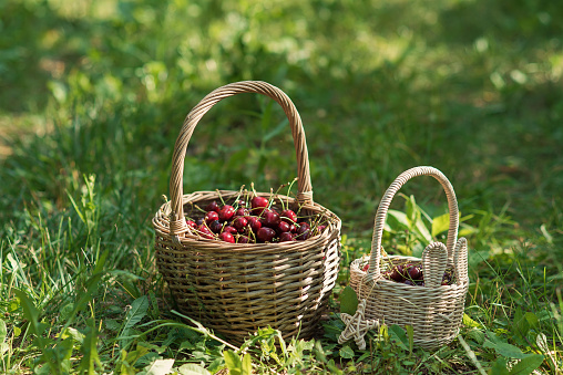 Wicker baskets full of red ripe cherries on garden grass. Cherries with cuttings collected from the tree. Self-harvesting of berries in plantations on coutryside.