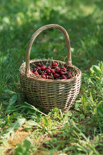 Wicker basket full of red ripe cherries on garden grass. Cherries with cuttings collected from the tree. Self-harvesting of berries in plantations on coutryside.