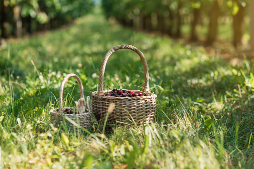 Wicker basket full of red ripe cherries on garden grass. Cherries with cuttings collected from the tree. Self-harvesting of berries in plantations on coutryside.