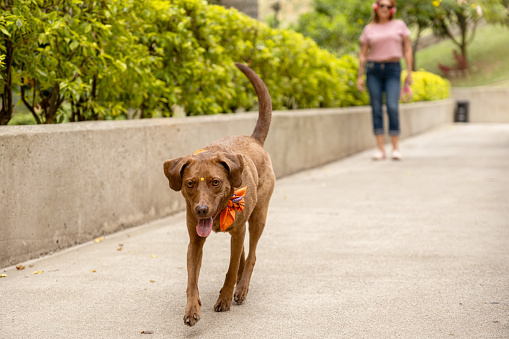 A medium-sized brown dog with a bindi on its forehead and a colorful bandana around its neck walks on the sidewalk, accompanied by its owner in the blurred background.