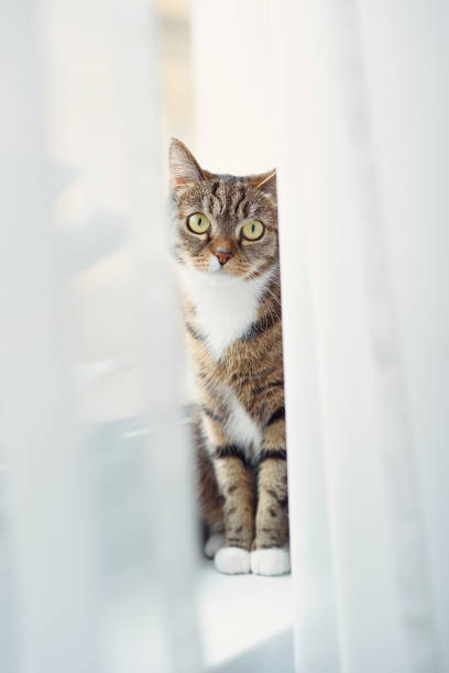 istock Kitten sitting on a windowsill and looking out for curtains 2133929899