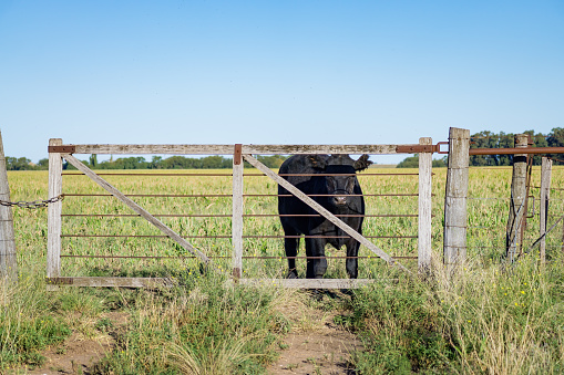young bovine enclosed within a wooden and metal bar fence in an open grassy field, with a clear blue sky overhead. The bovine’s gaze reflects a mix of curiosity and longing for freedom.