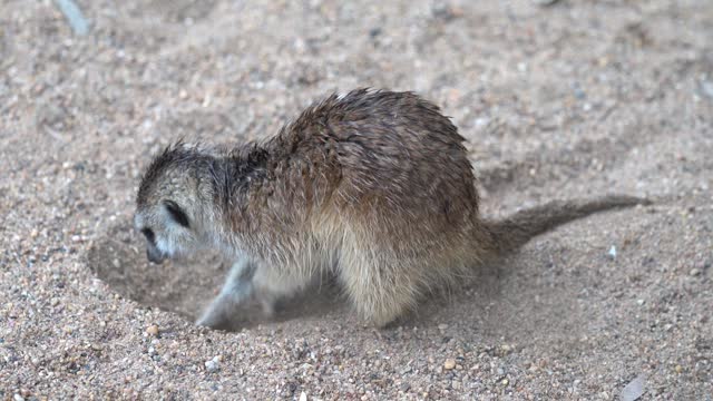 Meerkat Dig the Sandy Ground