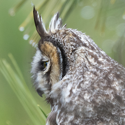 A side view of a Long-Eared Owl in Salisbury, MA