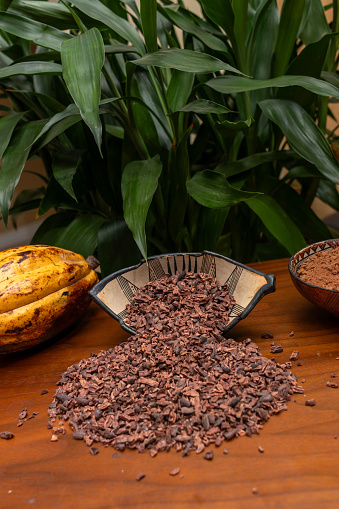 Ecuadorian fine aroma cocoa placed in an Amazonian clay vessel with crushed cocoa beans on one side, a yellow cocoa fruit on the other, and cocoa powder nearby. A still life of cocoa seeds