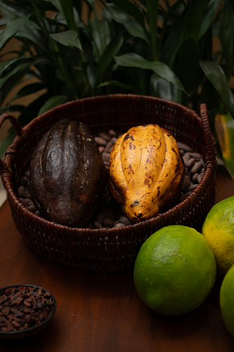 Cacao fruit among citrus fruits indicating its influence of citrus flavors, Ecuadorian fine aroma cacao