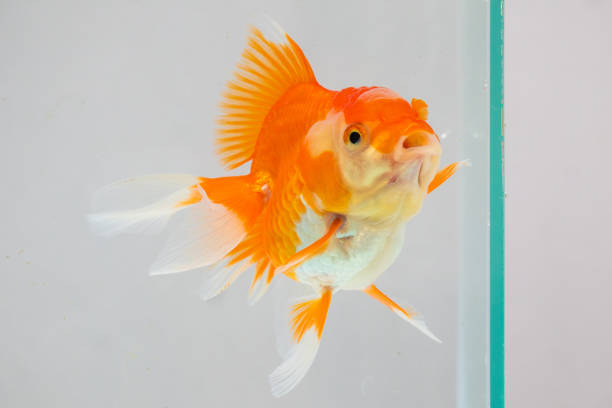 Many colorful goldfish in the fish tank.