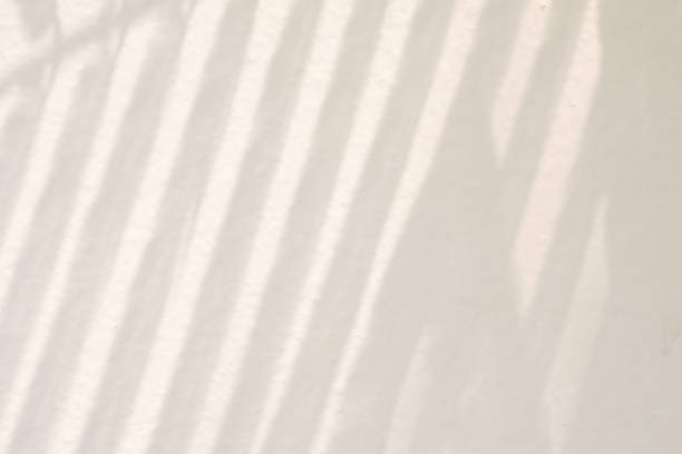 istock Abstract natural tree leaves shadow on white wall background 2133989771