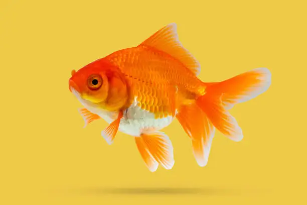Oranda goldfish isolated on yellow background close up