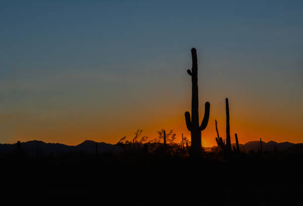 istock Saguaro Cactus Silhouetted by Sunset 2133993112