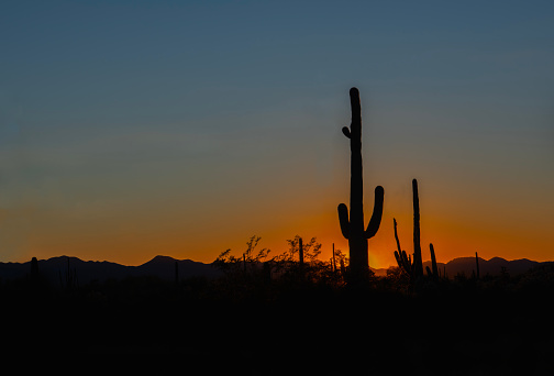 A giant saguaro cactus is silhouetted by a colorful sunset in the Sonoran Desert near Tucson, Arizona.