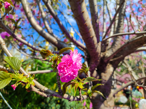 Cherry Blossom or disambiguation and Sakura or disambiguation tree