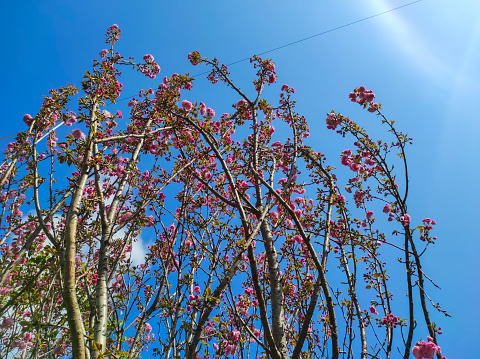 Cherry Blossom or disambiguation and Sakura or disambiguation tree