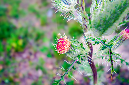 A closeup of a Banksia plant