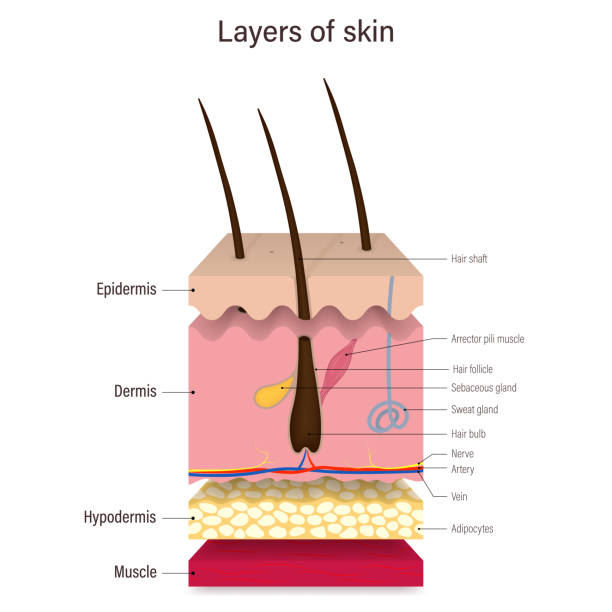 Layer of human skin vector. Epidermis, Dermis, Hypodermis and muscle. Hair, Sebaceous gland and Sweat gland. Media for educational and medical use. Layer of human skin vector. Epidermis, Dermis, Hypodermis and muscle. Hair, Sebaceous gland and Sweat gland. Media for educational and medical use. arrector pili stock illustrations