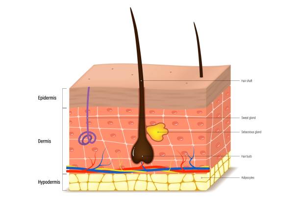 Skin layers structure vector. Human skin anatomy. Epidermis, dermis, hypodermis. Skin layers structure vector. Human skin anatomy. Epidermis, dermis, hypodermis. arrector pili stock illustrations