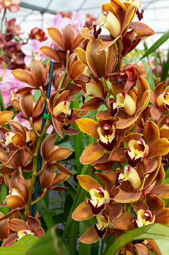 Yellow Red Cymbidiums Orchid Plant Flower in Greenhouse, family Orchidaceae. Blooming Cosmopolitan Flower with Green Leaves. Flora, Floriculture. Vertical Plane. High quality photo