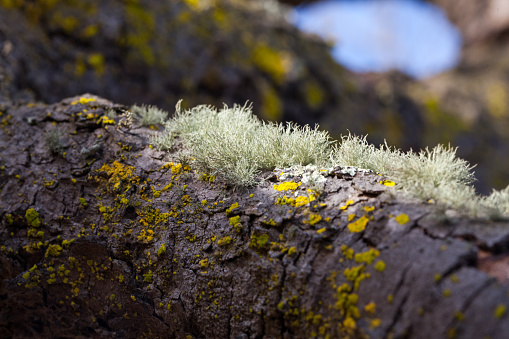 green lichen on tree branch