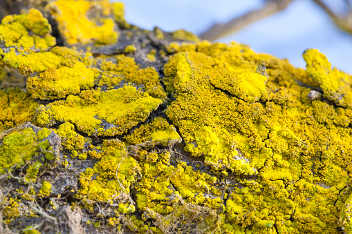 yellow lichen texture in a tree