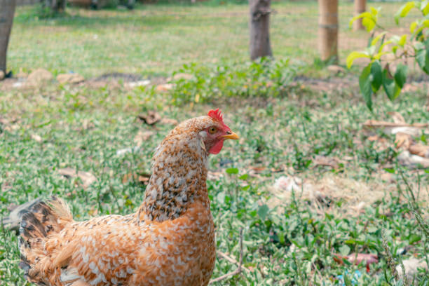 Some free-range chickens are looking for food
